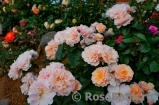 Twiggy’s Rose Twiggy’s Rose