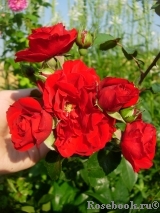 Amadeus Amadeus