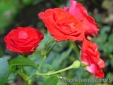 Scarlet Meillandecor Scarlet Meillandecor