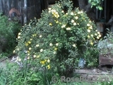 Persian Yellow Persian Yellow