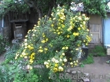 Persian Yellow Persian Yellow