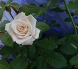 'Antique Silk'