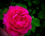 «Madame Scipion Cochet»