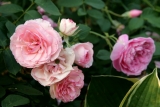 MINI EDEN ROSE MINI EDEN ROSE