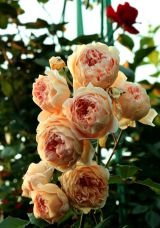 CROWN PRINCESS MARGARETA CROWN PRINCESS MARGARETA