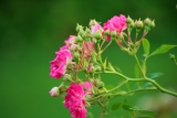 SUPER EXELSA SUPER EXELSA
