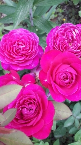 Heidi Klum Rose