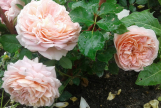 Abraham Darby Abraham Darby