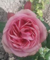 Stefanies Rose Stefanies Rose