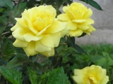 Berolina Berolina