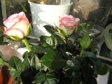 Розы Кордана Розы Кордана