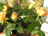 Розы Кордана Розы Кордана