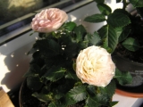 Розы Кордана Розы Кордана