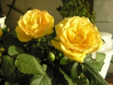 Розы Кордана Розы Кордана