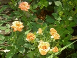 Apricot Clementine Apricot Clementine