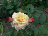 Caramella Caramella