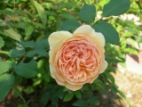 Crocus Rose Crocus Rose