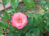 Rosanna Rosanna