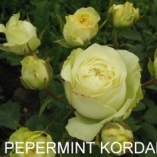 Kordana Pepermint