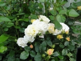 Popcorn Drift® Rose Popcorn Drift® Rose