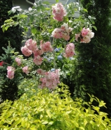 apple blossom apple blossom
