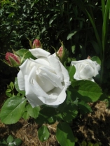 White American Beauty White American Beauty