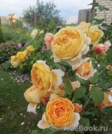 Nata73