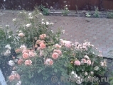 Elena_Sh