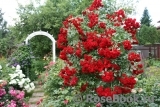 Fan_of_roses