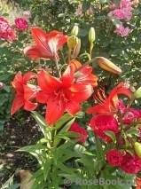 valentinakomarova1961 valentinakomarova1961
