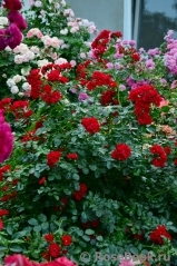 flowerpark